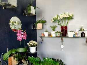 Home decoration with plants